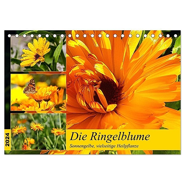 Die Ringelblume. Sonnengelbe, vielseitige Heilpflanze (Tischkalender 2024 DIN A5 quer), CALVENDO Monatskalender, Rose Hurley