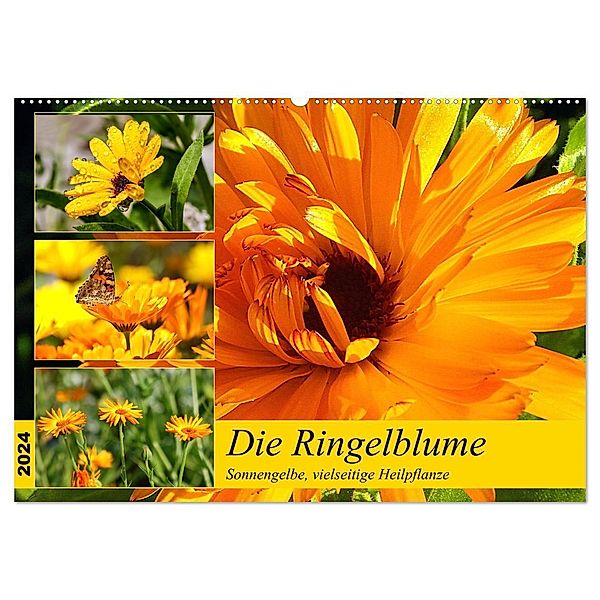 Die Ringelblume. Sonnengelbe, vielseitige Heilpflanze (Wandkalender 2024 DIN A2 quer), CALVENDO Monatskalender, Rose Hurley