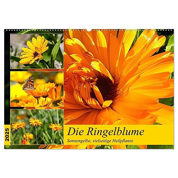 Die Ringelblume. Sonnengelbe, vielseitige Heilpflanze (Wandkalender 2025 DIN A2 quer), CALVENDO Monatskalender, Calvendo, Rose Hurley