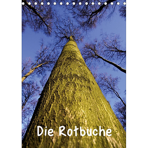 Die Rotbuche (Tischkalender 2019 DIN A5 hoch), Martina Berg