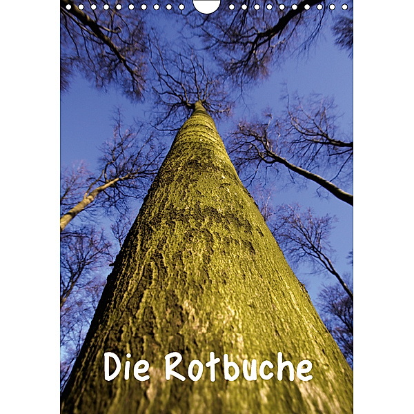 Die Rotbuche (Wandkalender 2019 DIN A4 hoch), Martina Berg