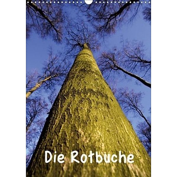 Die Rotbuche (Wandkalender 2020 DIN A3 hoch), Martina Berg