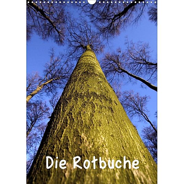 Die Rotbuche (Wandkalender 2023 DIN A3 hoch), Martina Berg