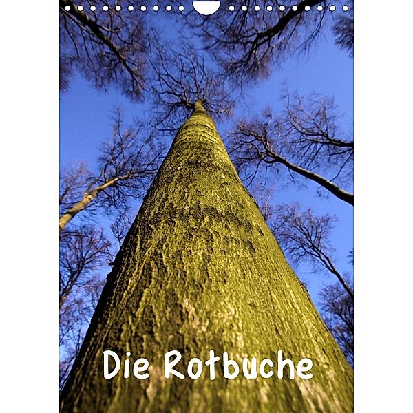 Die Rotbuche (Wandkalender 2023 DIN A4 hoch), Martina Berg