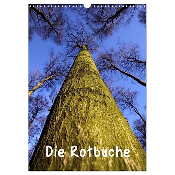 Die Rotbuche (Wandkalender 2024 DIN A3 hoch), CALVENDO Monatskalender, Martina Berg