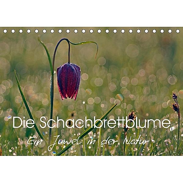Die Schachbrettblume (Tischkalender 2018 DIN A5 quer), Lutz Klapp
