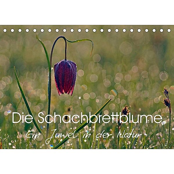 Die Schachbrettblume (Tischkalender 2023 DIN A5 quer), Lutz Klapp