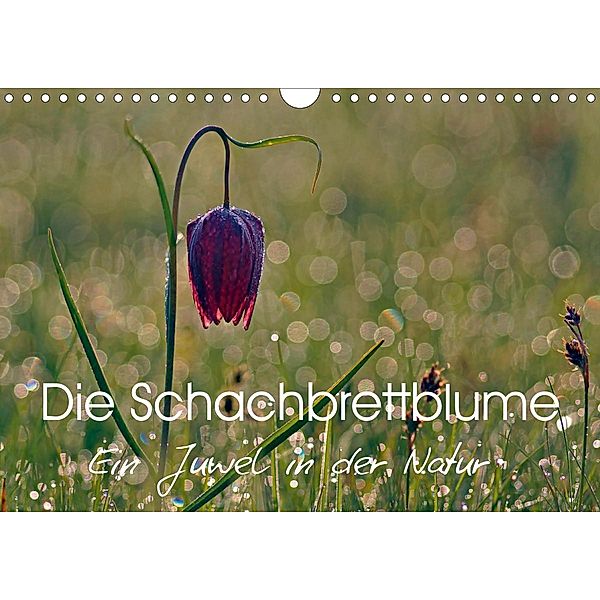 Die Schachbrettblume (Wandkalender 2020 DIN A4 quer), Lutz Klapp