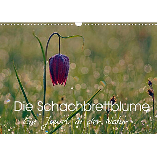 Die Schachbrettblume (Wandkalender 2022 DIN A3 quer), Lutz Klapp