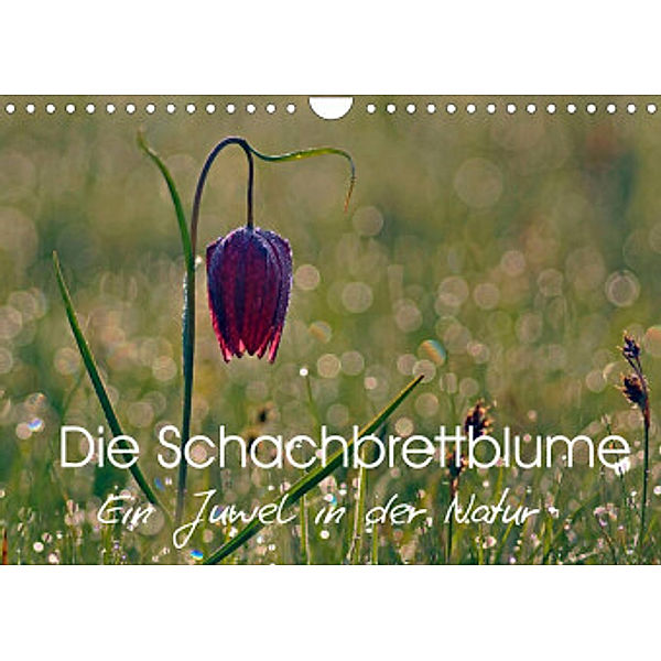 Die Schachbrettblume (Wandkalender 2022 DIN A4 quer), Lutz Klapp