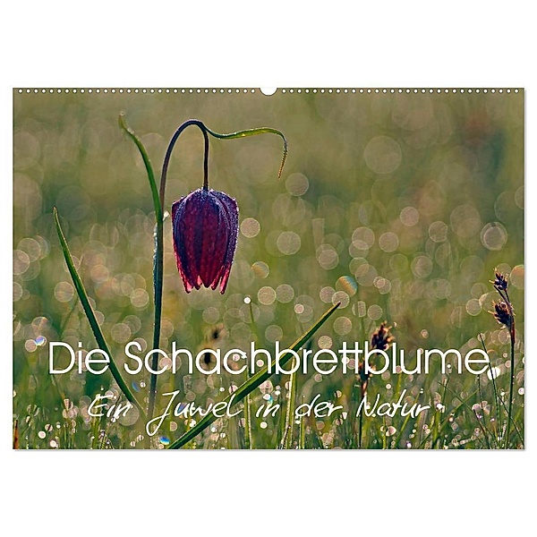 Die Schachbrettblume (Wandkalender 2024 DIN A2 quer), CALVENDO Monatskalender, Lutz Klapp