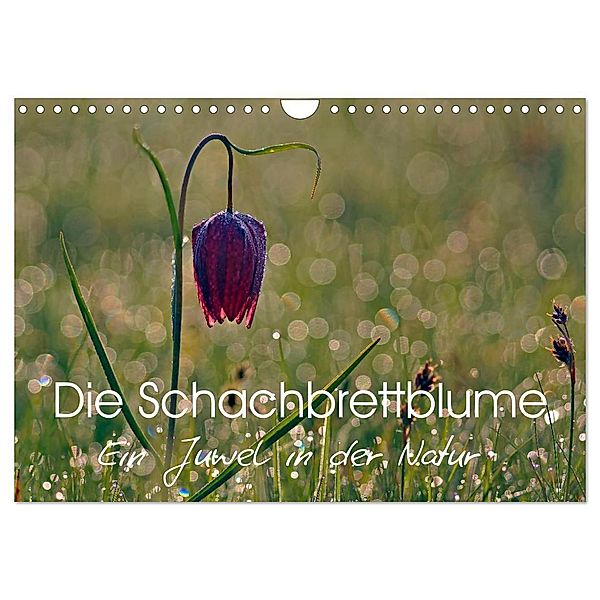 Die Schachbrettblume (Wandkalender 2024 DIN A4 quer), CALVENDO Monatskalender, Lutz Klapp