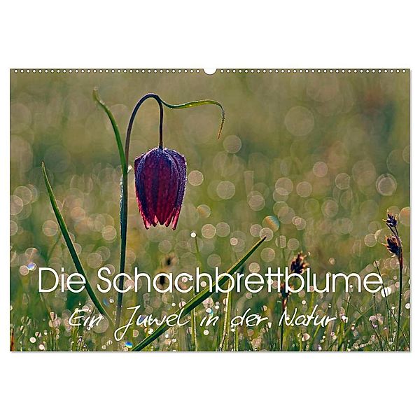 Die Schachbrettblume (Wandkalender 2025 DIN A2 quer), CALVENDO Monatskalender, Calvendo, Lutz Klapp