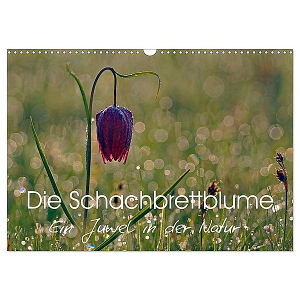 Die Schachbrettblume (Wandkalender 2025 DIN A3 quer), CALVENDO Monatskalender, Calvendo, Lutz Klapp