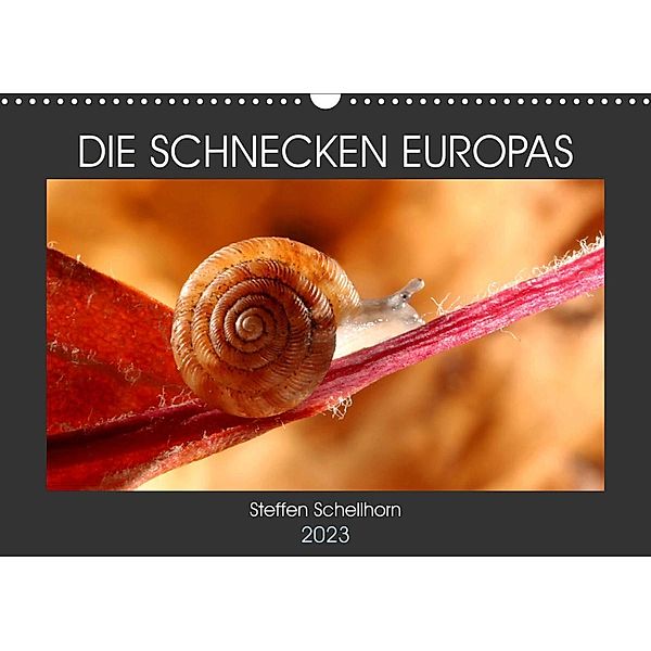 DIE SCHNECKEN EUROPAS (Wandkalender 2023 DIN A3 quer), Steffen Schellhorn