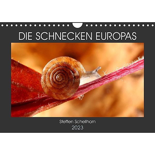 DIE SCHNECKEN EUROPAS (Wandkalender 2023 DIN A4 quer), Steffen Schellhorn