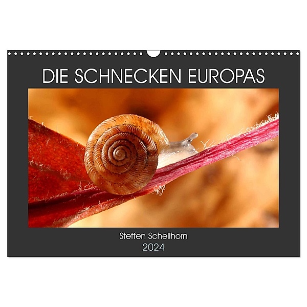 DIE SCHNECKEN EUROPAS (Wandkalender 2024 DIN A3 quer), CALVENDO Monatskalender, Steffen Schellhorn