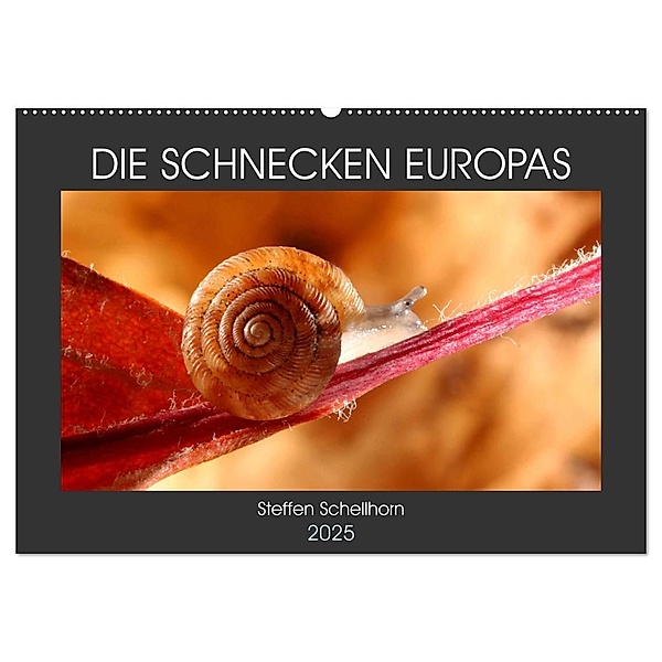 DIE SCHNECKEN EUROPAS (Wandkalender 2025 DIN A2 quer), CALVENDO Monatskalender, Calvendo, Steffen Schellhorn