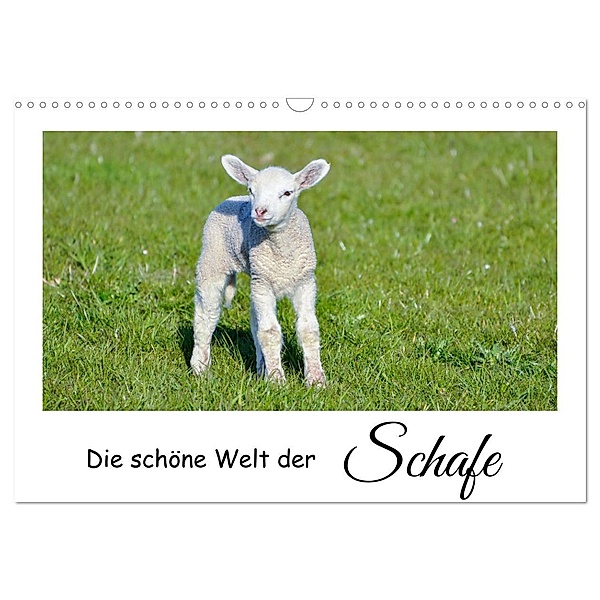 Die schöne Welt der Schafe (Wandkalender 2025 DIN A3 quer), CALVENDO Monatskalender, Calvendo, Angela Rohde