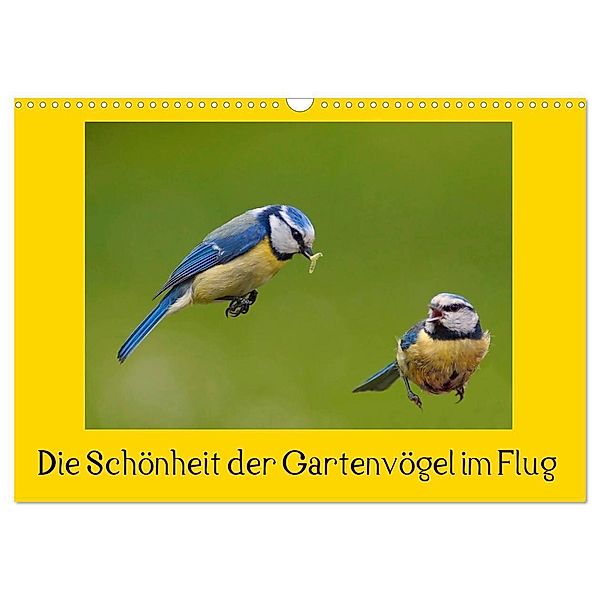 Die Schönheit der Gartenvögel im Flug (Wandkalender 2024 DIN A3 quer), CALVENDO Monatskalender, Lutz Klapp