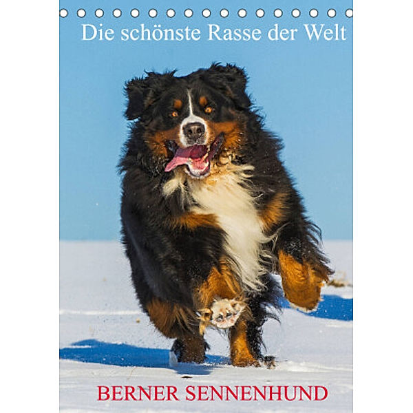 Die schönste Rasse der Welt - Berner Sennenhund (Tischkalender 2022 DIN A5 hoch), Sigrid Starick