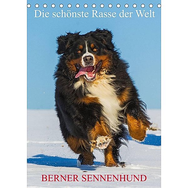 Die schönste Rasse der Welt - Berner Sennenhund (Tischkalender 2023 DIN A5 hoch), Sigrid Starick