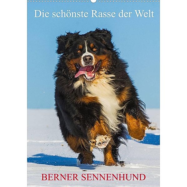 Die schönste Rasse der Welt - Berner Sennenhund (Wandkalender 2023 DIN A2 hoch), Sigrid Starick