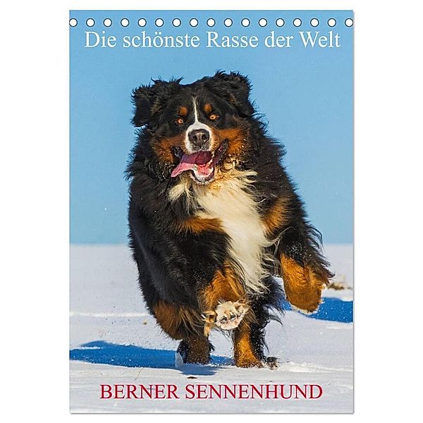 Die schönste Rasse der Welt - Berner Sennenhund (Tischkalender 2024 DIN A5 hoch), CALVENDO Monatskalender, Sigrid Starick