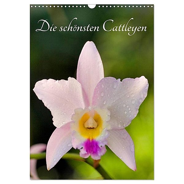 Die schönsten Cattleyen (Wandkalender 2024 DIN A3 hoch), CALVENDO Monatskalender, Clemens Stenner