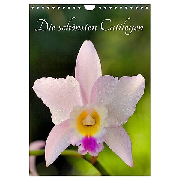 Die schönsten Cattleyen (Wandkalender 2024 DIN A4 hoch), CALVENDO Monatskalender, Clemens Stenner
