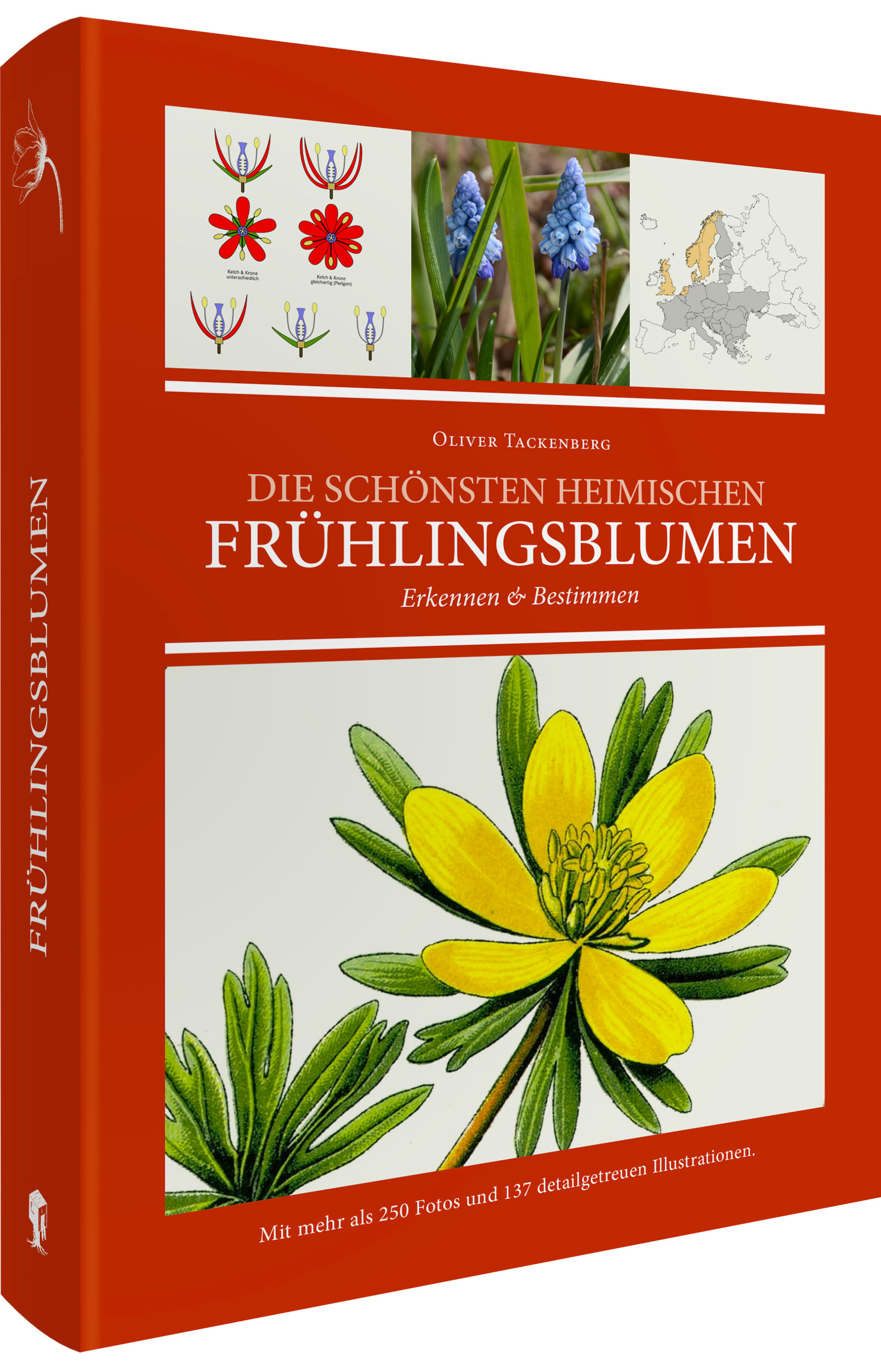 Die schönsten heimischen Frühlingsblumen erkennen & bestimmen Buch