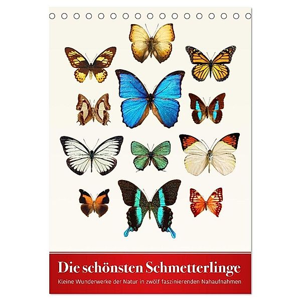 Die schönsten Schmetterlinge (Tischkalender 2024 DIN A5 hoch), CALVENDO Monatskalender, Wildlife Art Print