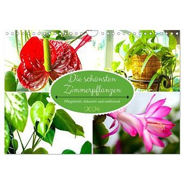 Die schönsten Zimmerpflanzen. Pflegeleicht, dekorativ und wohltuend  Wandkalender 2024 DIN A4 quer, CALVENDO Monatskale - Kalender bestellen
