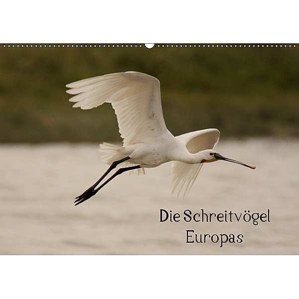 Die Schreitvögel Europas (Wandkalender 2019 DIN A2 quer), Winfried Erlwein