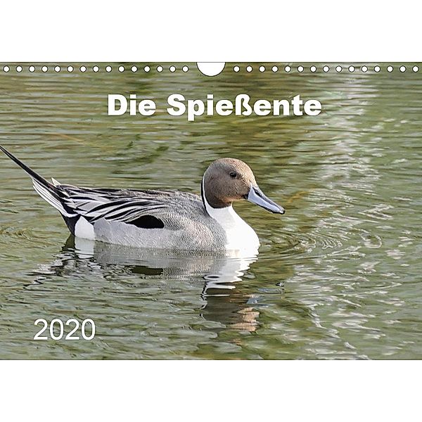 Die Spießente (Wandkalender 2020 DIN A4 quer), Verena Mahrhofer