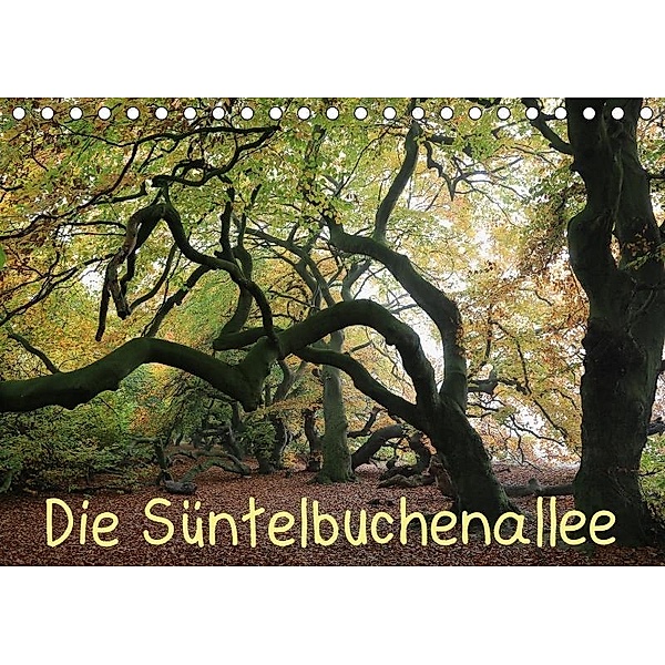 Die Süntelbuchenallee (Tischkalender 2017 DIN A5 quer), Bernhard Loewa