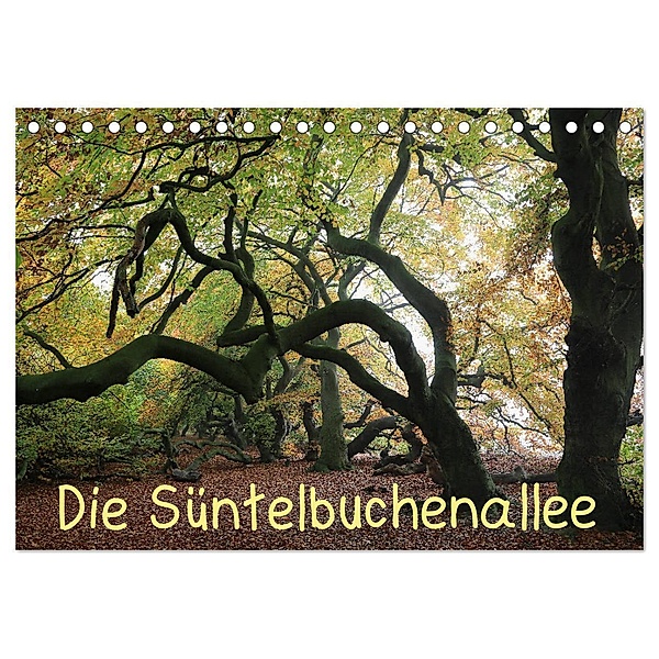 Die Süntelbuchenallee (Tischkalender 2024 DIN A5 quer), CALVENDO Monatskalender, Bernhard Loewa