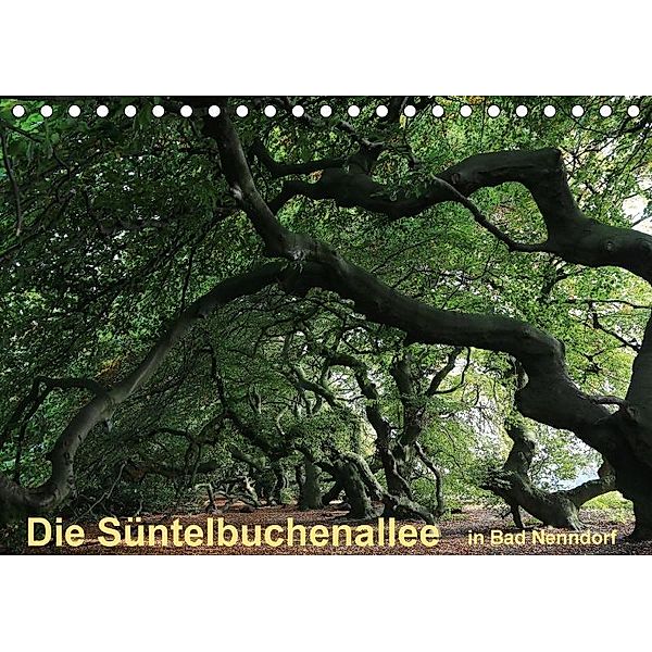 Die Süntelbuchenallee von Bad Nenndorf (Tischkalender 2017 DIN A5 quer), Bernhard Loewa