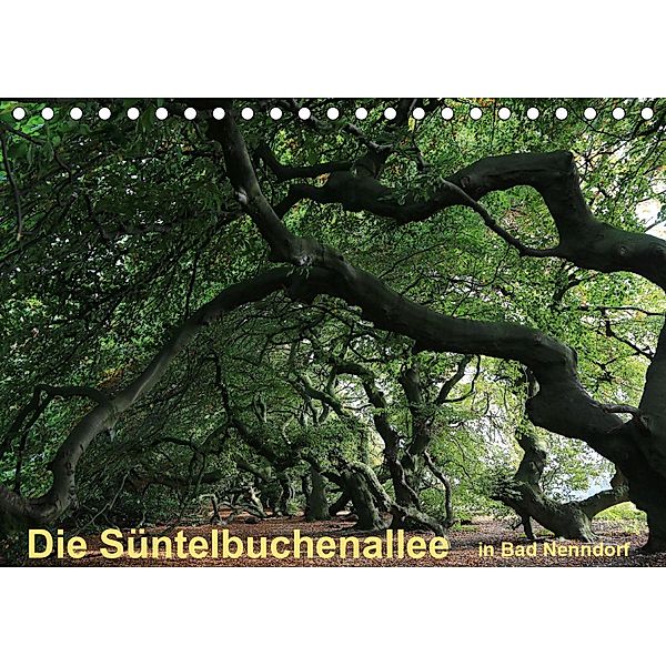 Die Süntelbuchenallee von Bad Nenndorf (Tischkalender 2021 DIN A5 quer), Bernhard Loewa