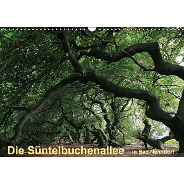 Die Süntelbuchenallee von Bad Nenndorf (Wandkalender 2016 DIN A3 quer), Bernhard Loewa