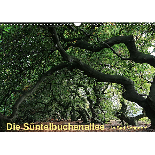 Die Süntelbuchenallee von Bad Nenndorf (Wandkalender 2019 DIN A3 quer), Bernhard Loewa