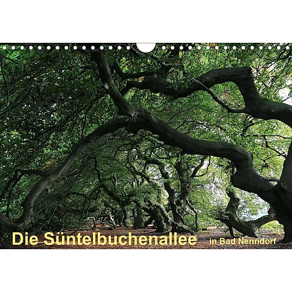 Die Süntelbuchenallee von Bad Nenndorf (Wandkalender 2021 DIN A4 quer), Bernhard Loewa
