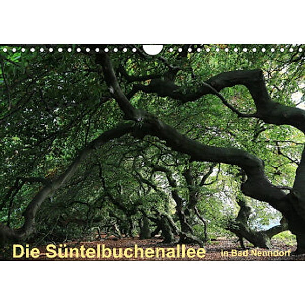 Die Süntelbuchenallee von Bad Nenndorf (Wandkalender 2022 DIN A4 quer), Bernhard Loewa