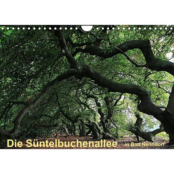Die Süntelbuchenallee von Bad Nenndorf (Wandkalender 2023 DIN A4 quer), Bernhard Loewa