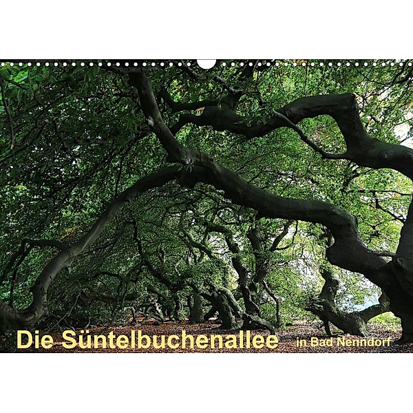 Die Süntelbuchenallee von Bad Nenndorf (Wandkalender 2023 DIN A3 quer), Bernhard Loewa