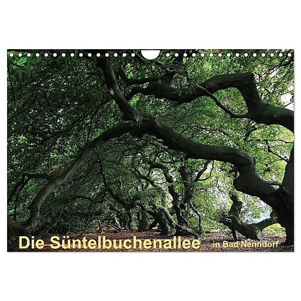 Die Süntelbuchenallee von Bad Nenndorf (Wandkalender 2024 DIN A4 quer), CALVENDO Monatskalender, Bernhard Loewa