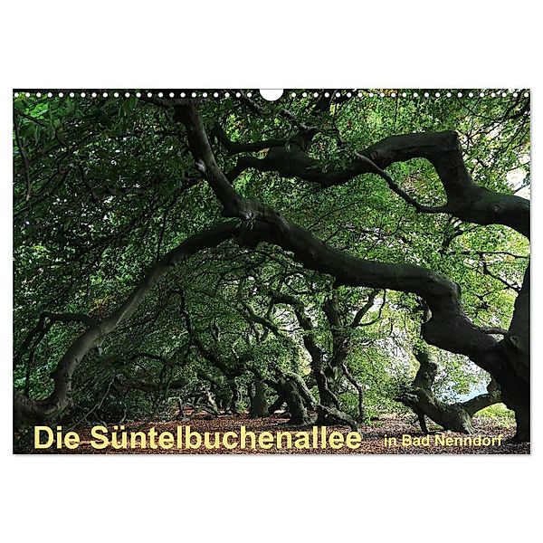 Die Süntelbuchenallee von Bad Nenndorf (Wandkalender 2025 DIN A3 quer), CALVENDO Monatskalender, Calvendo, Bernhard Loewa