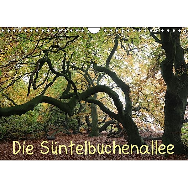 Die Süntelbuchenallee (Wandkalender 2018 DIN A4 quer), Bernhard Loewa