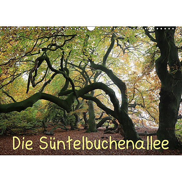 Die Süntelbuchenallee (Wandkalender 2019 DIN A3 quer), Bernhard Loewa