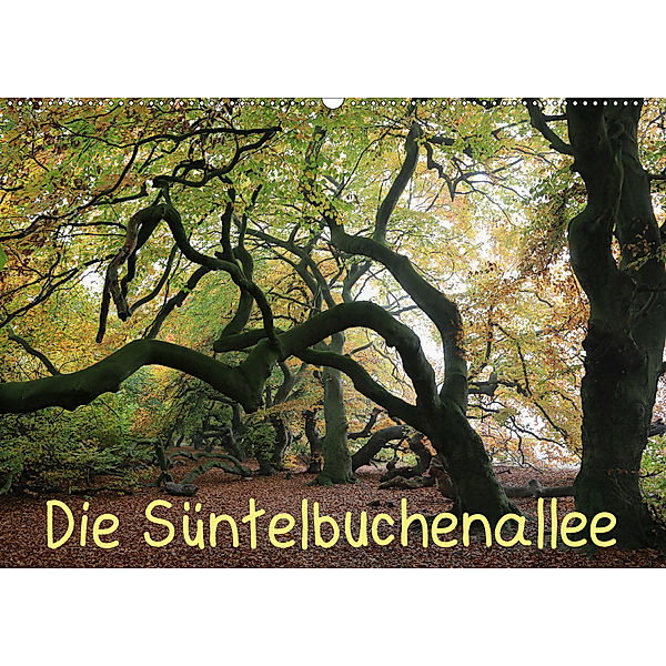 Die Süntelbuchenallee (Wandkalender 2020 DIN A2 quer), Bernhard Loewa
